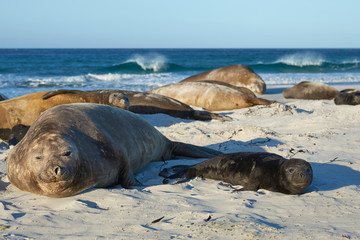 Female Southern Elephant Seal (Mirounga leonina) with a recently born pup lying on a beach on Sea Lion Island in the Falkland Islands.