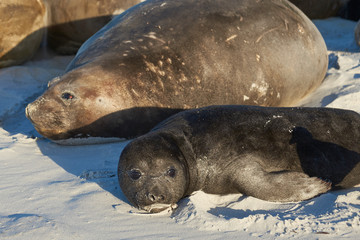 Female Southern Elephant Seal (Mirounga leonina) with a recently born pup lying on a beach on Sea Lion Island in the Falkland Islands.