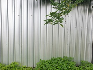 empty aluminum wall with green leave texture,Gray aluminum color.