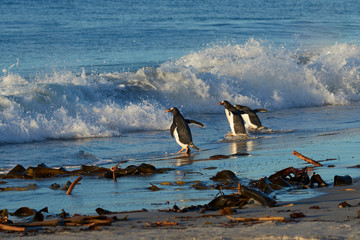 Gentoo Penguins (Pygoscelis papua) heading to sea from a sandy beach on Sea Lion Island in the...