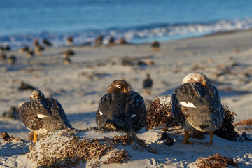 Falkland Steamer Ducks (Tachyeres brachypterus) on a sandy beach on Sea Lion Island in the Falkland...