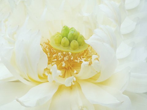 Smooth white lotus background and wallpaper,symbol of love, peaceful,kindness in buddhism religion.