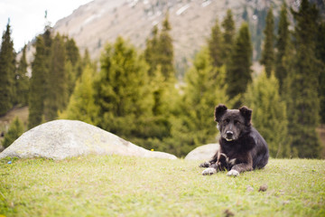 black dog in the mountains