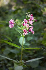 Obraz premium Indian Balsam wildflower in a forest