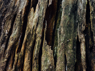 Close-up view of the decay tree trunk