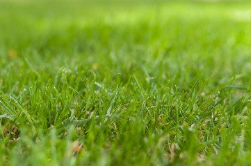 natural green grass for wallpaper or background