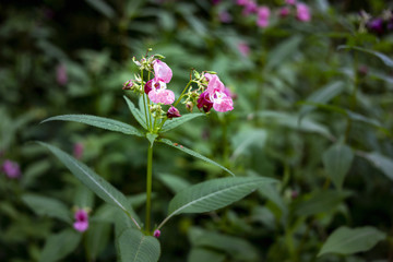Indian Balsam wildflower in a forest