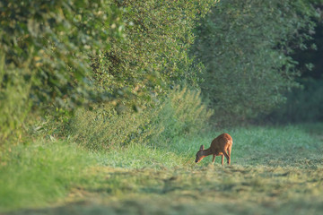 Roe deer doe grazing at forest edge at dawn.