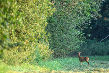 Roe deer doe picking food from branches of forest edge at dawn.