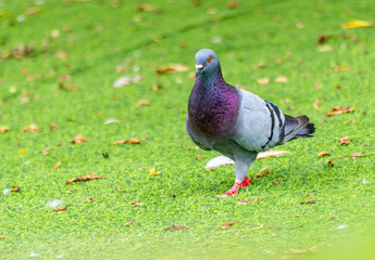 Beautiful grey doveon on the green grass
