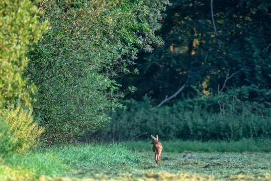 Roe deer searching food at forest edge at dawn.