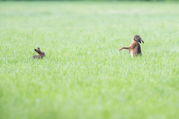Two hares in pasture, one impresses the other.