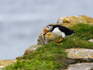 Atlantic Puffin Standing on the Cliff  with Green Grass and Holding a Fish