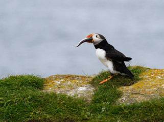 Atlantic Puffin Standing on the Cliff  with Green Grass and Holding a Fish