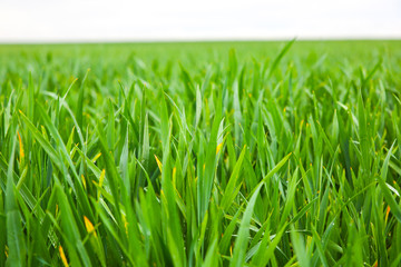 Fototapeta na wymiar Tall green grass in the field. Spring meadow landscape on a sunny day. Summer time. Nature eco friendly photo. Wheat growing. Agriculture concept. Wallpaper with sky.