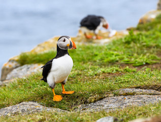 Three Atlantic Puffins Standing on the Cliff  with Green Grass