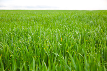 Obraz premium Tall green grass in the field. Spring meadow landscape on a sunny day. Summer time. Nature eco friendly photo. Wheat growing. Agriculture concept. Wallpaper with sky.