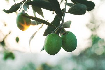 Olives on olive tree in autumn. Season nature image