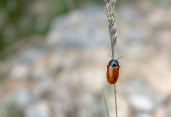 RED INSECT OVER GRASS 2