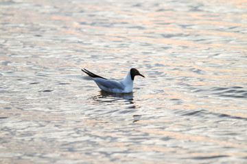 Beautiful seaside view of flying seagull in Europe - Latvia, near the Baltic Sea.