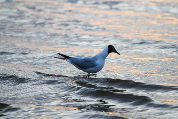 Beautiful seaside view of flying seagull in Europe - Latvia, near the Baltic Sea.