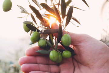 Olive branch in farmer's hand - close up. Agriculture or gardening - country outdoor scenery, gold...