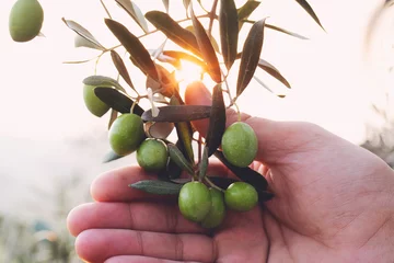 Foto auf Acrylglas Olive branch in farmer's hand - close up. Agriculture or gardening - country outdoor scenery, gold sunset light. © batuhan toker