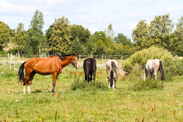 Naklejka na ściany i meble Beautiful Latvia countryside view of a small horse animal farm in a deep countryside small city.