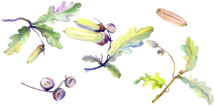 Forest acorn green leaf and nut. Watercolor background illustration set. Isolated oak illustration element.
