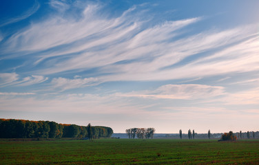 beautiful sky and trees on horizont in autumn forest, bright sunlight at sunset