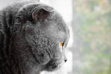 cat looks out the window