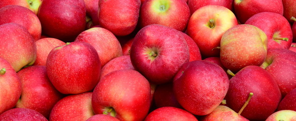 Hintergrund rote Äpfel nach der Apfelernte in Südtirol