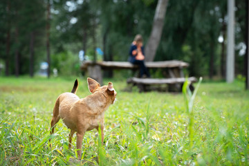  The dog ran away from the owner. Pet on a walk.