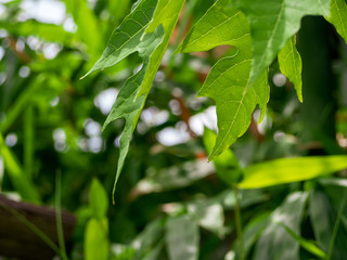 Obraz premium The papaya leaves green color