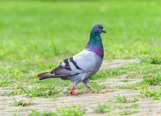 Beautiful grey doveon on the green grass
