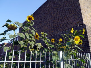 Urban Sunflowers