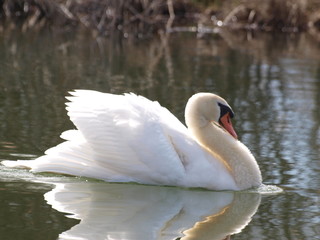 Schwan, Wasser, See, Vogel, Natur