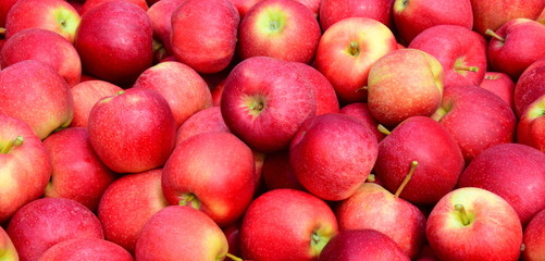 Hintergrund rote Äpfel nach der Apfelernte in Südtirol