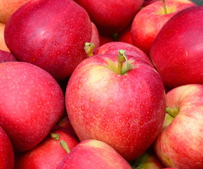Hintergrund rote Äpfel nach der Apfelernte in Südtirol
