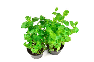 Fresh mint in a pot isolated on white background.
