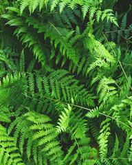 risorse grafiche, felce verde sfondo