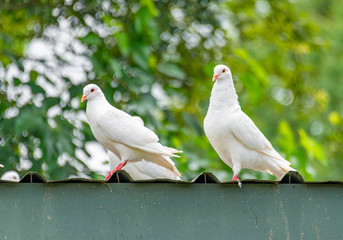 A group of beautiful pigeons in the safari park.