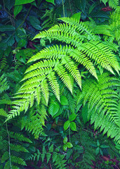 foglie di felce verde foresta tropicale