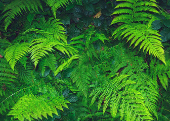 Fototapeta na wymiar bella felce foresta tropicale foglie