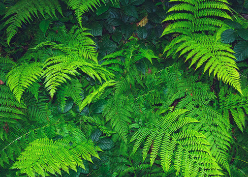 bella felce foresta tropicale foglie
