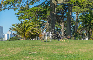 Happy dog playing on green lawn in the garden