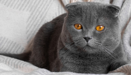 lop-eared Scottish cat