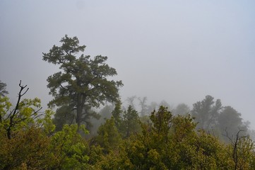 Obraz na płótnie Canvas Foggy Nature Scene