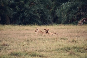 Fototapeta na wymiar Two Young Lions in the African Bush, Amboseli, Kenya