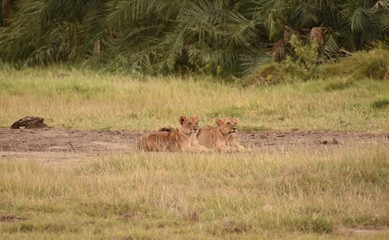Two Lion Cubs, Amboseli National Park, Kenya